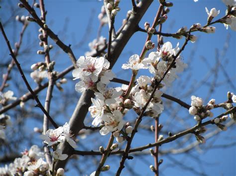 What Is The Best Pokemon Heart Gold Rom Desmume