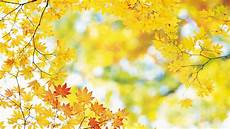 Fall Leaves Wallpaper by Free Hd Fall Wallpapers Make Your Screen Shine Brighter Fall Leaves Wallpaper