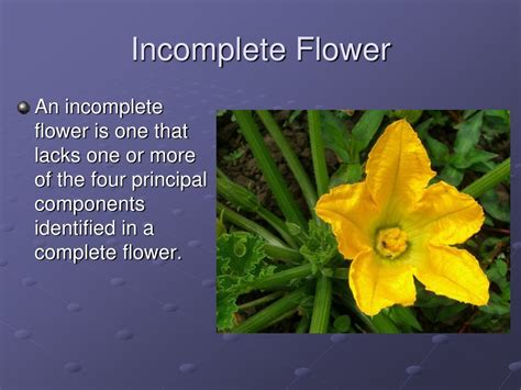 Definition Of A Incomplete Flower
