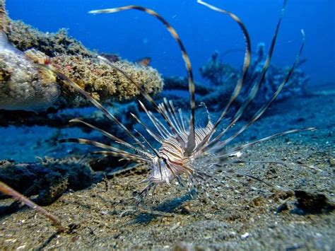 Diving (Dumaguete City) - 2022 What to Know Before You Go (with Photos ...