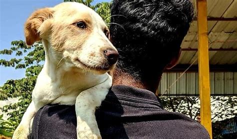 Animal NGOs in Bangalore Operating during Lockdown - Top Animal NGOs ...