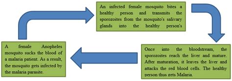 Frequently asked questions (FAQs) on Malaria – The Health Quest