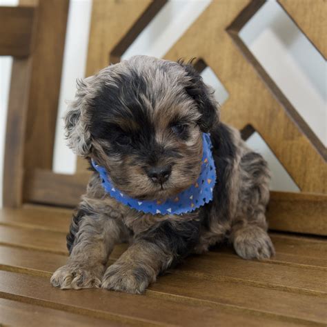 Image result for Savage Cockapoo Dogs