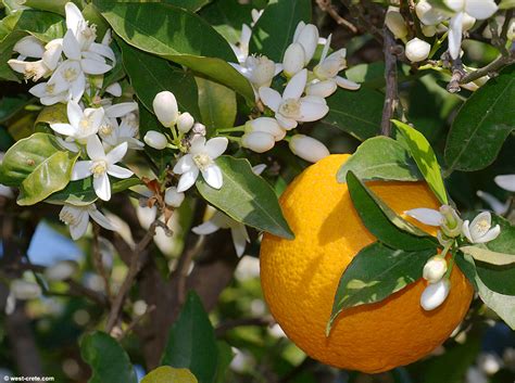 Orange Blossom