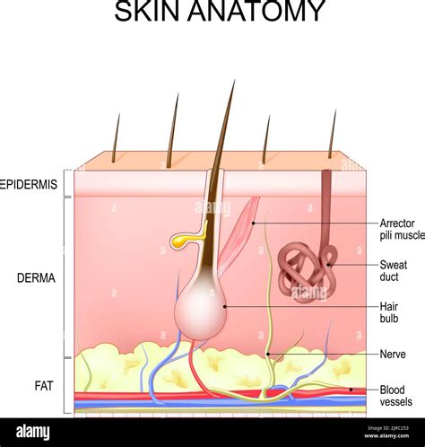 Skin structure and anatomy. Layers Of Human Skin with hair follicle, sweat and sebaceous glands ...