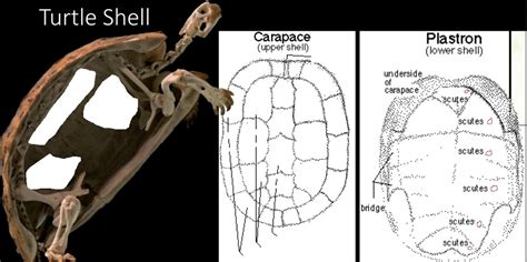Image result for Turtle Shell Diagram