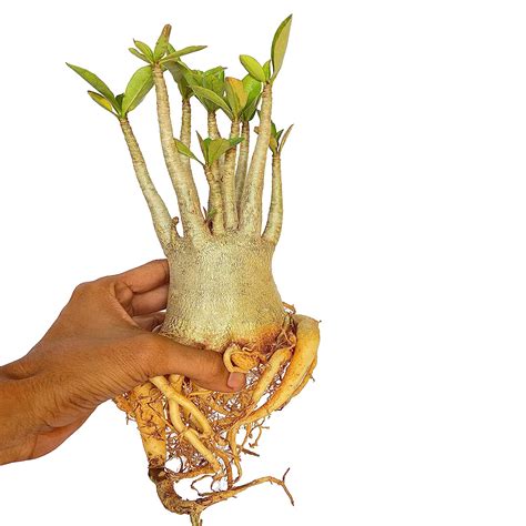 Indian Gardens - Adenium Arabicum RCN (Live plant) - 2 : Amazon.in ...
