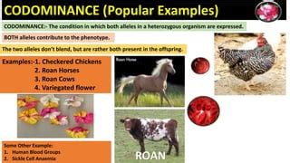 Image result for Example of Codominance