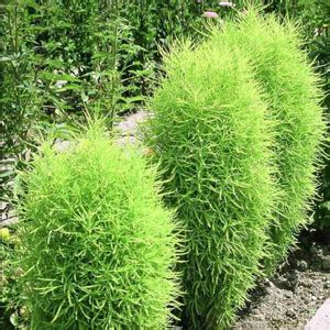 UGRA kochia green grass ball seeds Seed Price in India - Buy UGRA ...