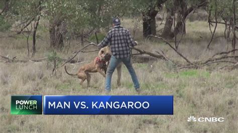 Kangaroo fights dog, so man fights kangaroo