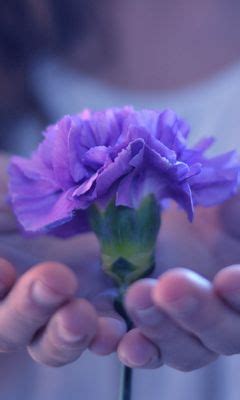 Download wallpaper 240x400 hands, flower, stem, palm nokia asha 311 ...