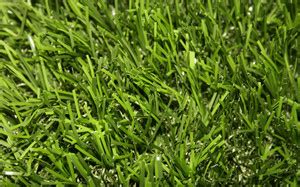 GROWN Centipede Grass Seed For Home Planting - 900 Seed Price in India ...