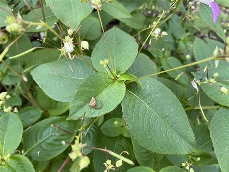 Impatiens balfourii - Tweekleurig springzaad, Balfour's touch-me-not ...
