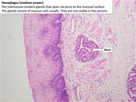 Oesophagus Histology