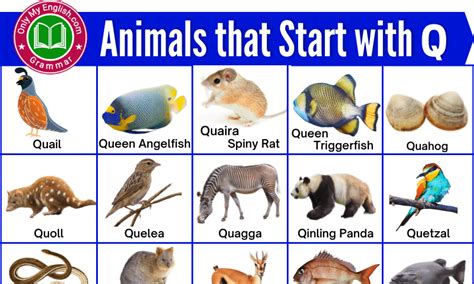 Animal Sounds Name List in English » Onlymyenglish.com