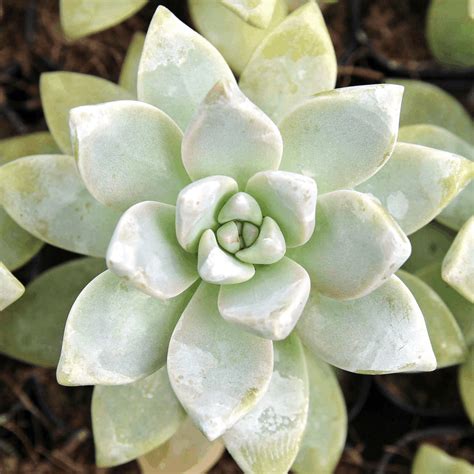 44 Types of Succulents with Pictures | Succulent Plants | Flower Glossary