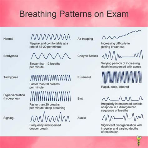 What Are The Two Primary Types Of Breathing Patterns at Clyde Miller blog
