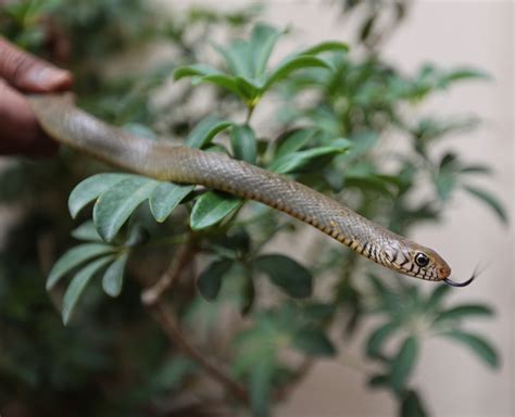 6-Foot-Long Python, Cobra Among Snakes Rescued From Delhi After Heavy Rains