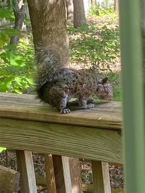 Image result for Utmost Terrifying