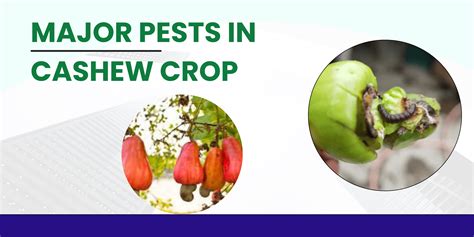 MAJOR PESTS OF CASHEW CROPS – Khethari