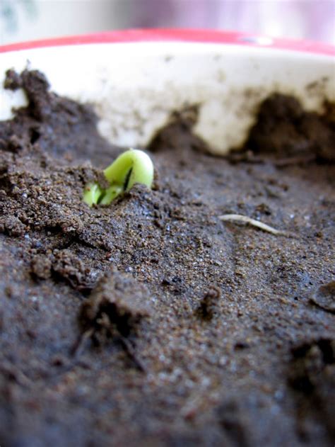 蚕豆的生长过程图片 豆子的生长过程作文_第二人生