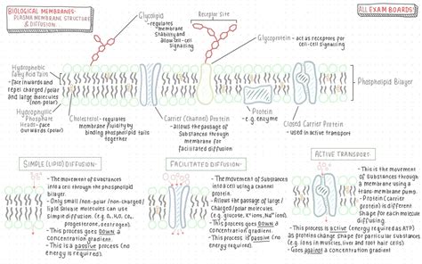 Image result for Simple Diffusion Cell Membrane