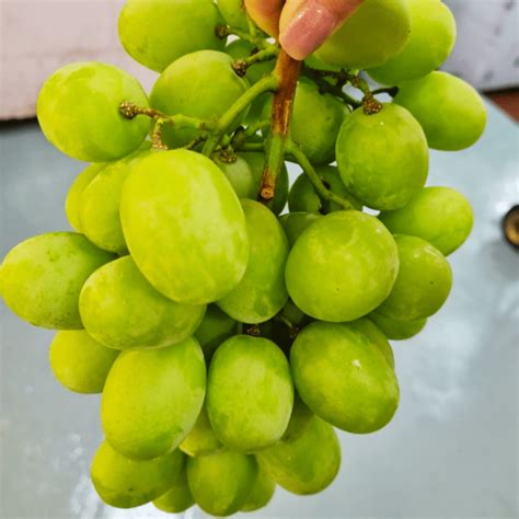 Peru FlamingoKing Autumn Crisp Grapes - Fresh Fruits Singapore | Fruits ...