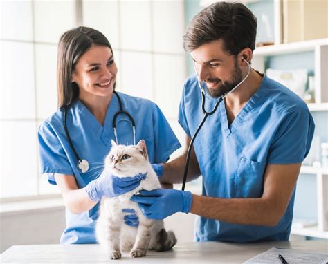 20 Facts About Veterinarians - OhMyFacts