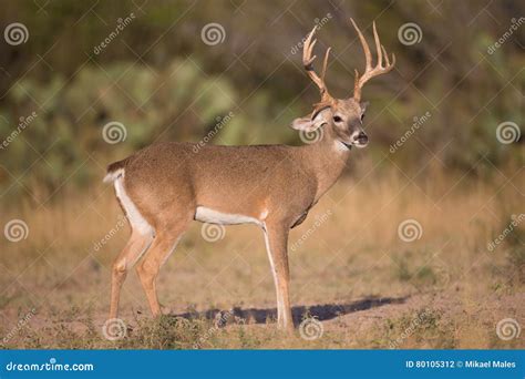Very young buck stock photo. Image of boone, animal, beam - 80105312