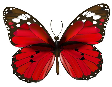 Red Butterfly Wallpapers