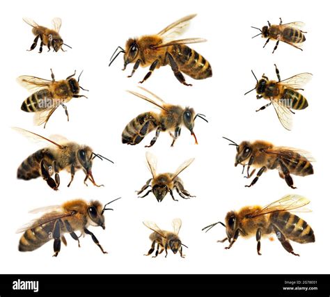 group of bee or honeybee in Latin Apis Mellifera, european or western ...