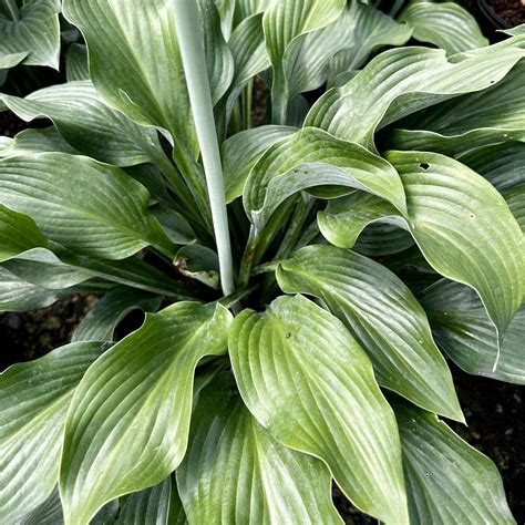 Hosta ‘Krossa Regal’ | Piedmont Carolina Nursery