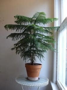 Cloud Farm Christmas Tree Plant Price in India - Buy Cloud Farm ...