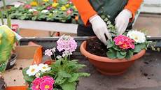 come coltivare fiori creare una composizione con fiori e piante primaverili come coltivare fiori creare una composizione con fiori e piante primaverili