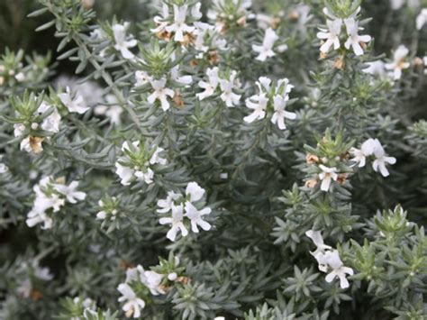 Westringia Fruticosa Grey Box 'WES04' PPAF (Australian, 57% OFF