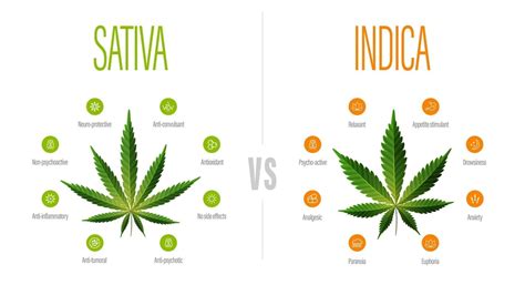Indica Marijuana Strains 的图像结果