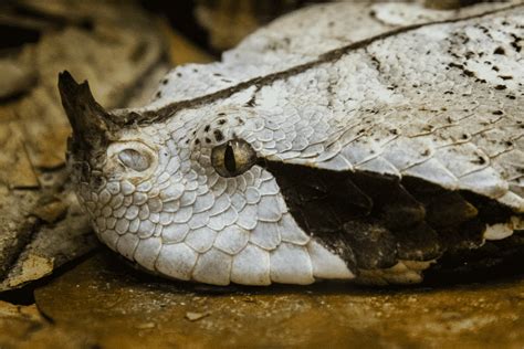 Gaboon Viper Snake Bite 的图像结果