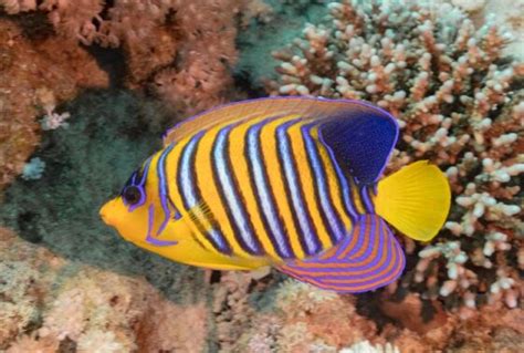 Image result for Rare Colorful Fish