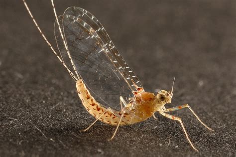 Image result for mayfly
