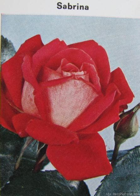 'Sabrina' Rose