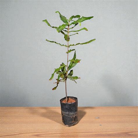 Macadamia Nut Plant | jaihindnursery Fruit Tree