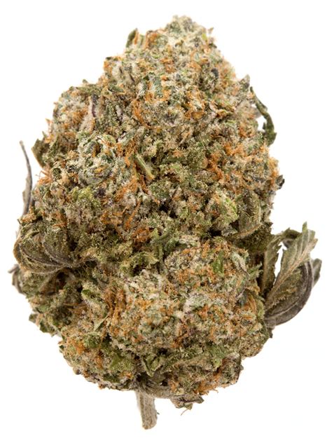 Cookie Monster Strain - Healing Empire