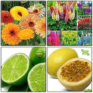 Creative Farmer Seeds And Plants Combo Tree Seeds : Lemon Fruit ...