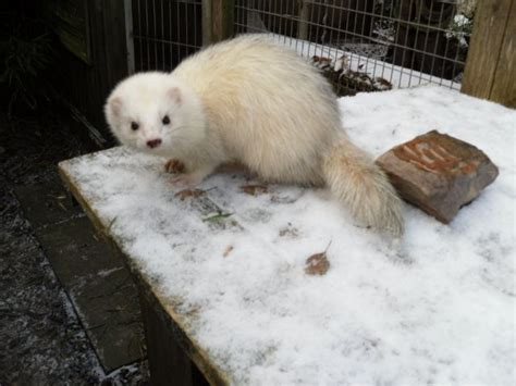 Frettchen Kleinanzeigen | Frettchen Annoncen | Frettchen Inserate ...