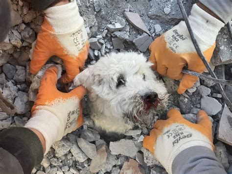 Animals Who Were Miraculously Rescued From Rubble in Turkiye and Syria ...