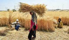 Govt introduces RAFTAAR scheme to address farmers' distress