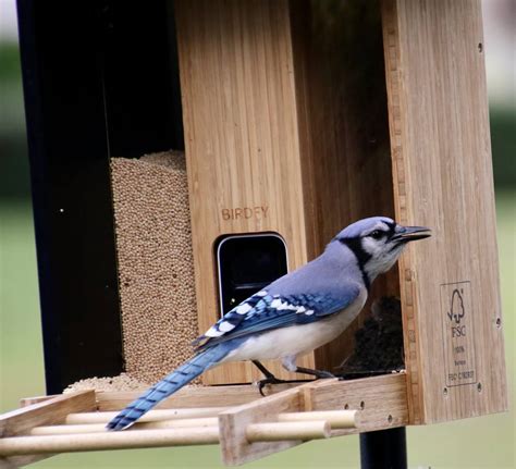 What Do Blue Jays Eat? Unlocking the Secrets of Their Year-Round Diet ...