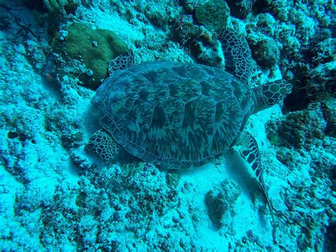 REEF RANGERS UKULHAS (2026) All You Need to Know BEFORE You Go (with ...