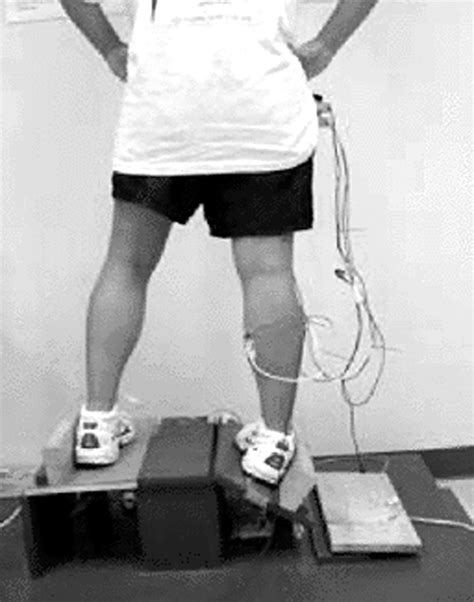 Peroneus longus stretch reflex amplitude increases after ankle brace ...