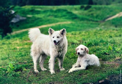 Image result for shepherds